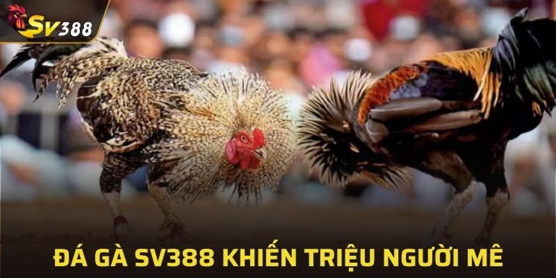 Đá gà SV388 khiến triệu người mê